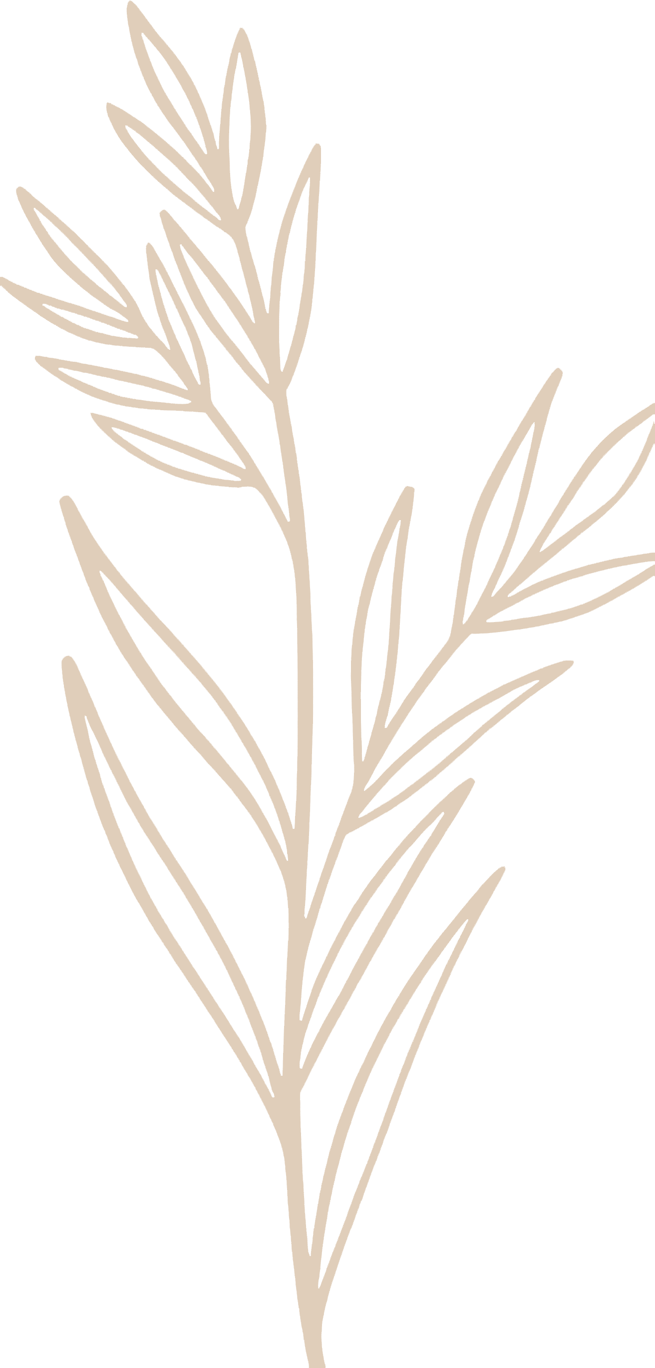 yutka plant vector art