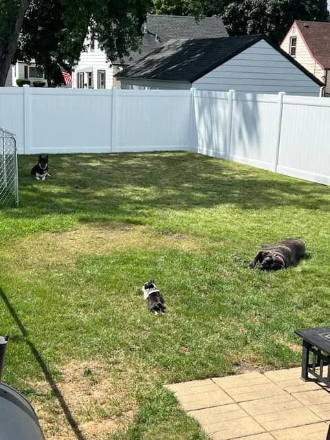 Racine Dog Fencing