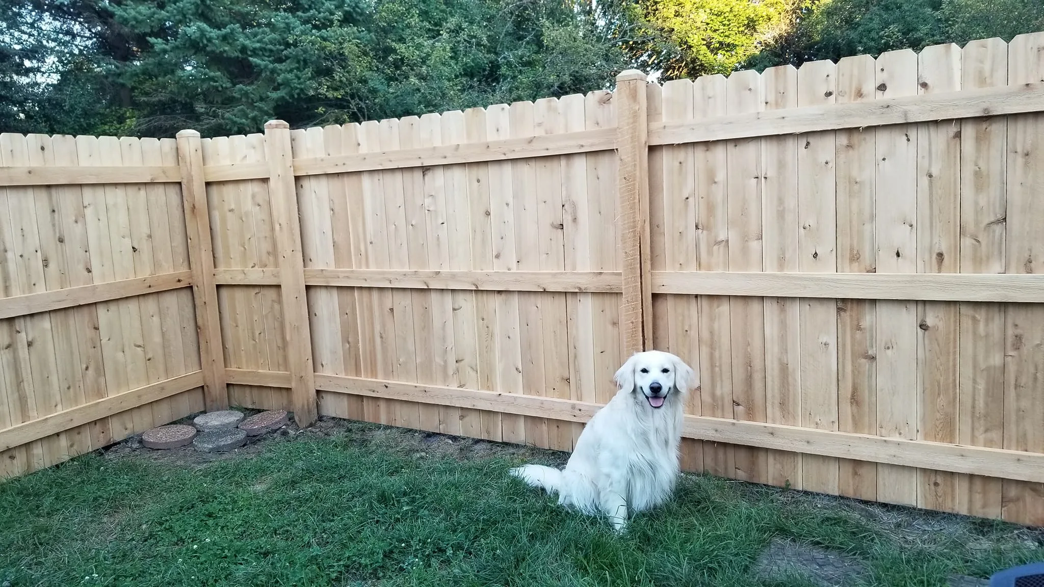 Strutevant Dog Fencing