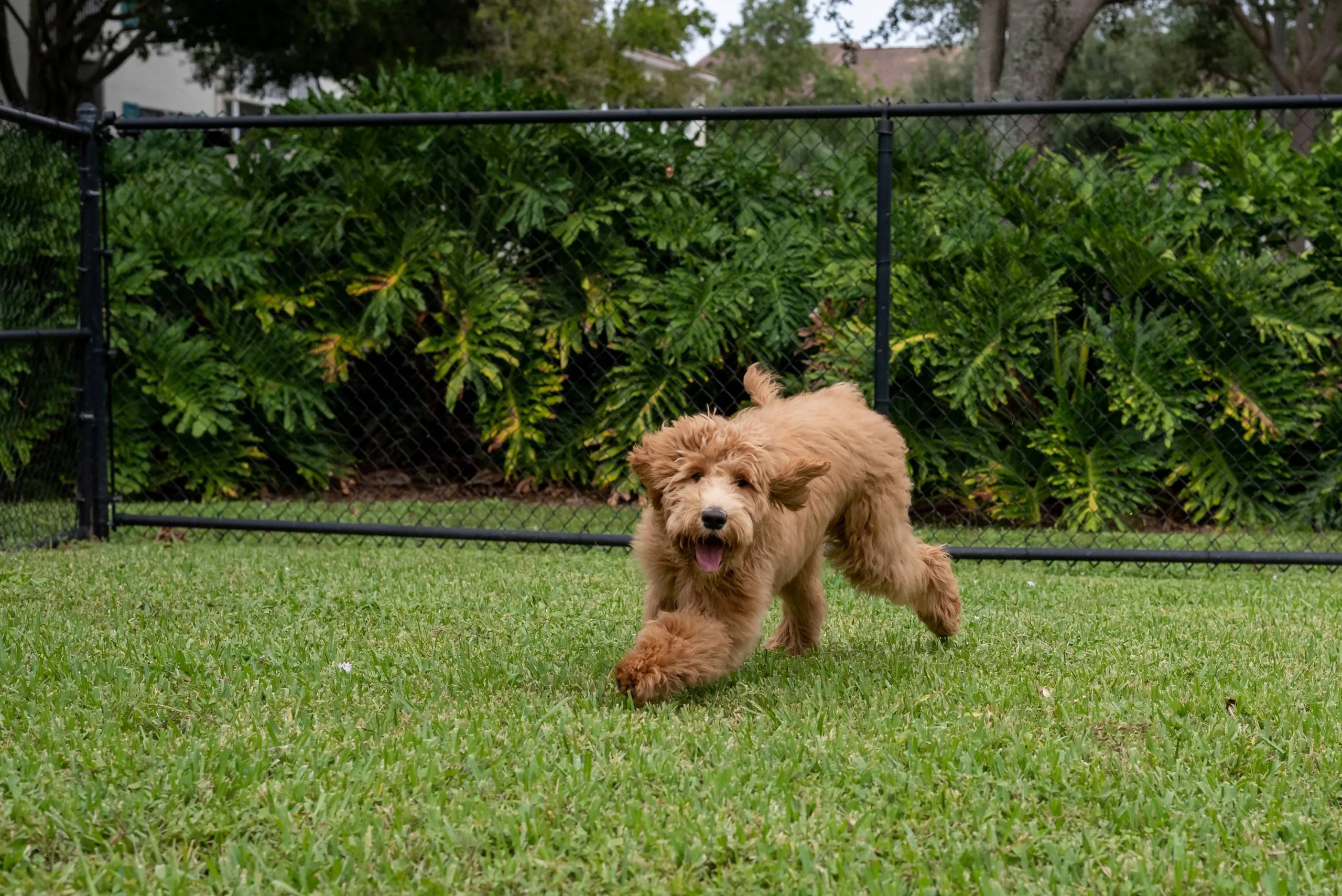 Dog playing in a new fenced yard
